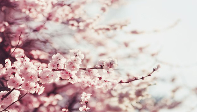 spring-blossoms-2024.jpg